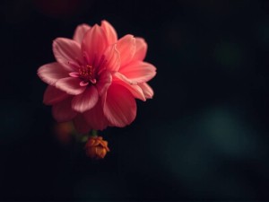 如何用ChatGPT高效发送请求?掌握这些技巧让AI更懂你!